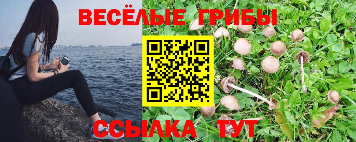 Тулун  Галлюциногенные грибы Psilocybine cubensis  Вход с VPN 